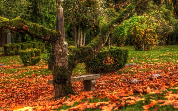 autumn, Fall, Tree, Forest, Landscape, Nature, Leaves HD Wallpaper Desktop Background