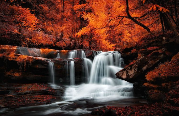 autumn, Fall, Tree, Forest, Landscape, Nature, Leaves HD Wallpaper Desktop Background
