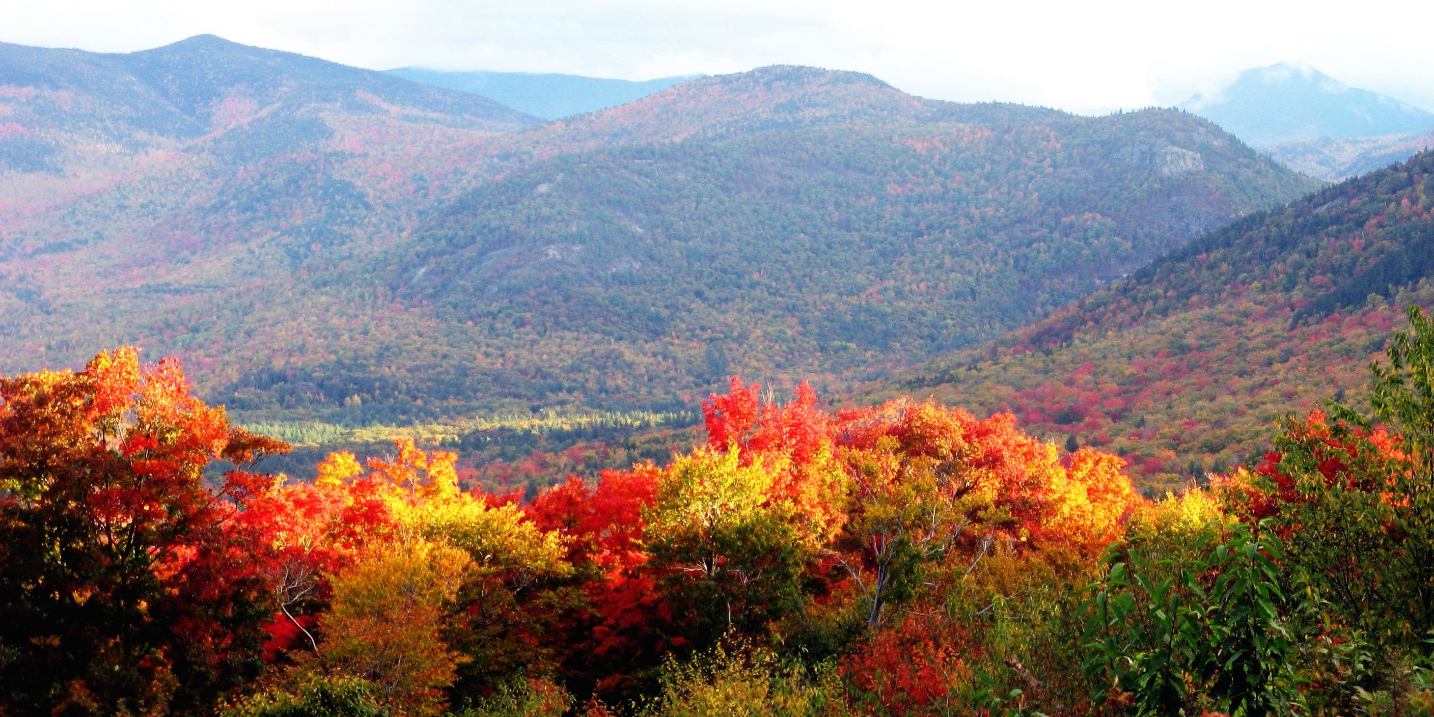 autumn, Fall, Tree, Forest, Landscape, Nature, Leaves Wallpaper