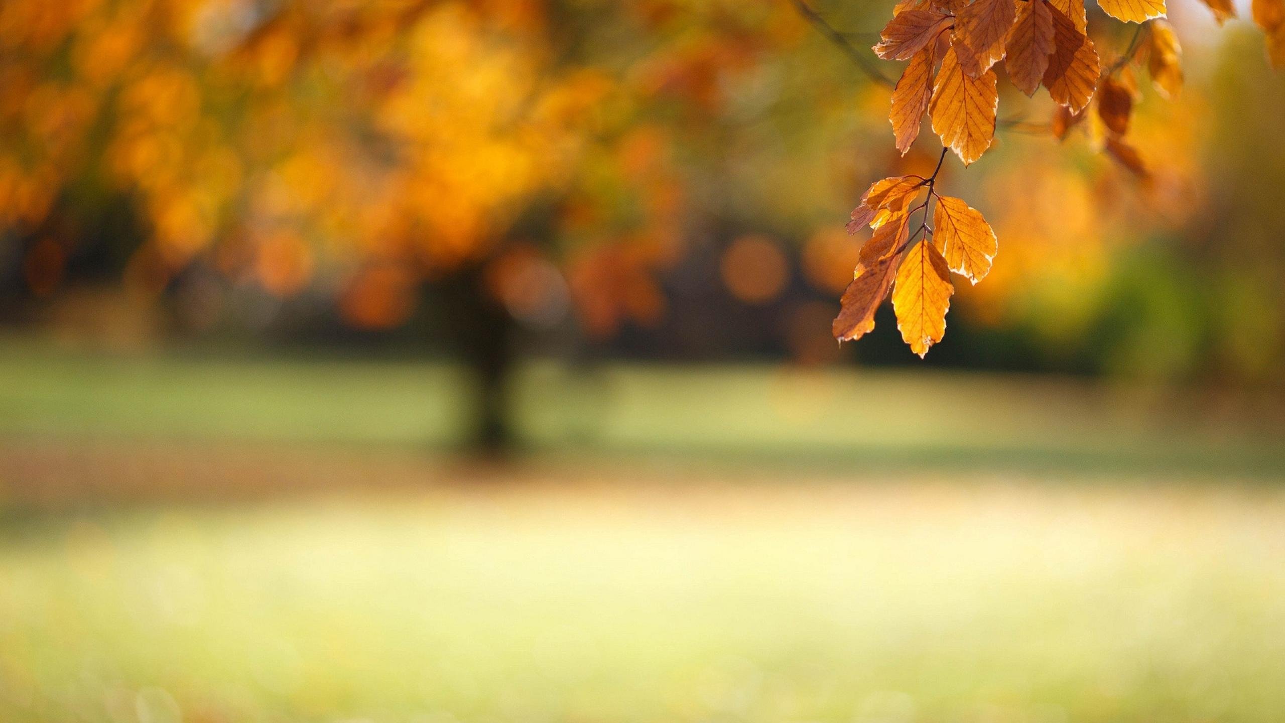 autumn, Fall, Tree, Forest, Landscape, Nature, Leaves Wallpaper