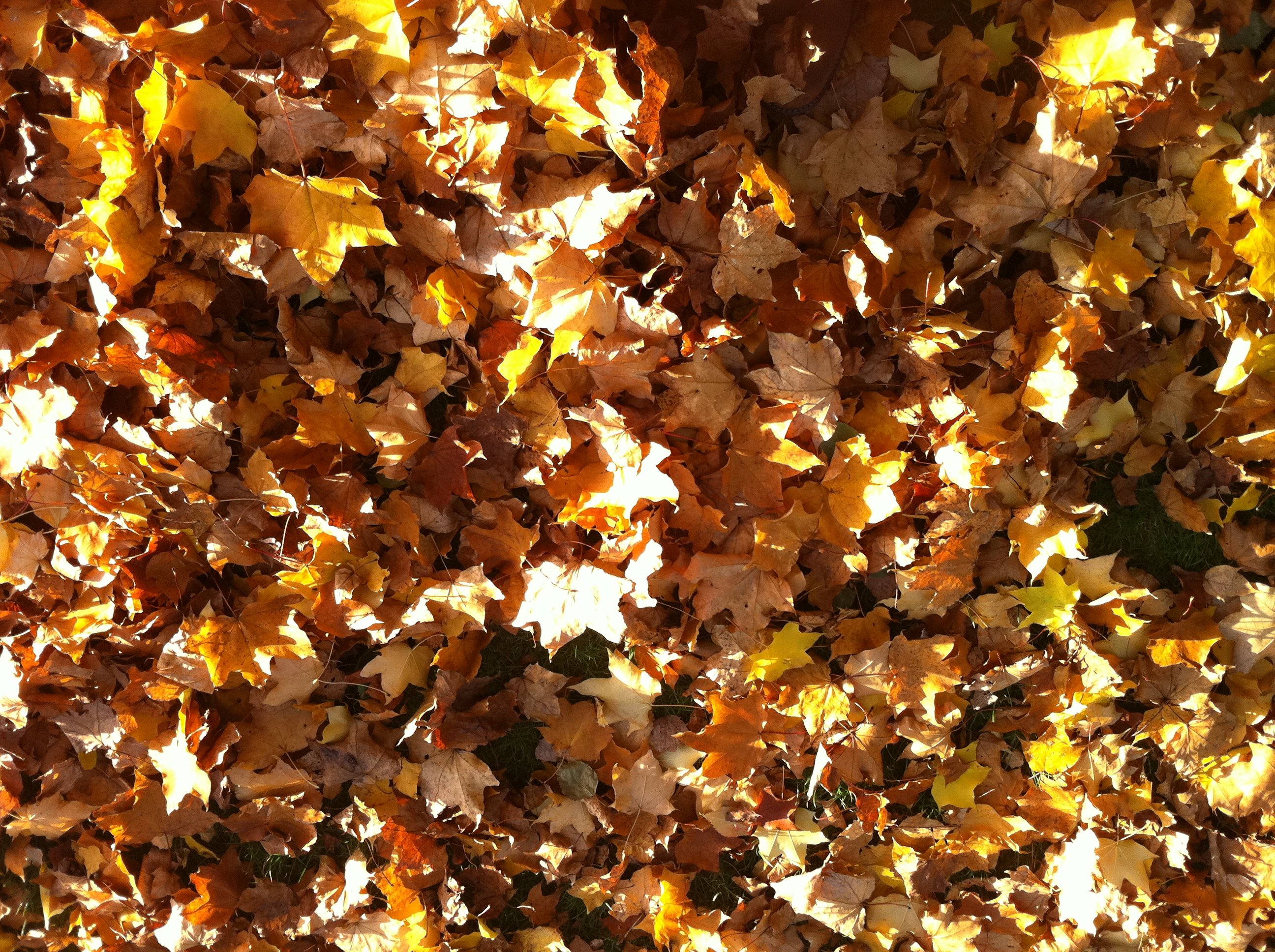 autumn, Fall, Tree, Forest, Landscape, Nature, Leaves Wallpaper