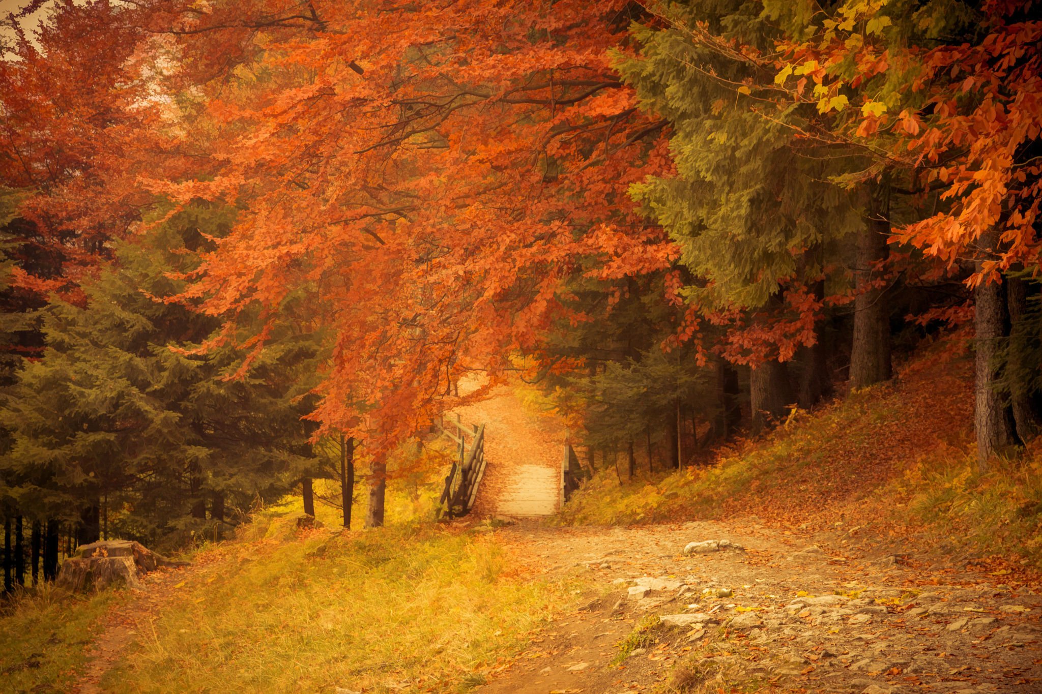 autumn, Fall, Tree, Forest, Landscape, Nature, Leaves Wallpaper