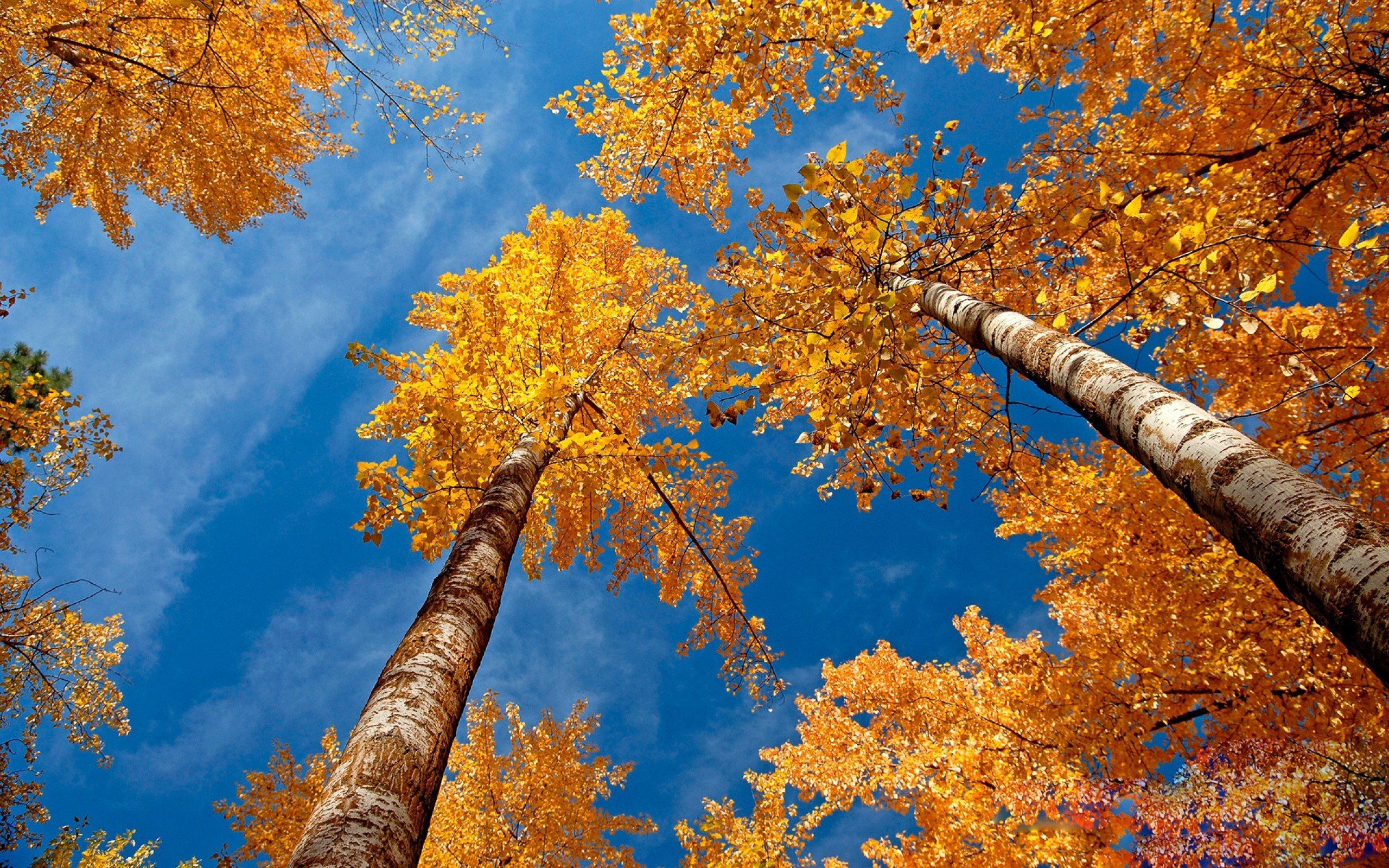 autumn, Fall, Tree, Forest, Landscape, Nature, Leaves Wallpaper