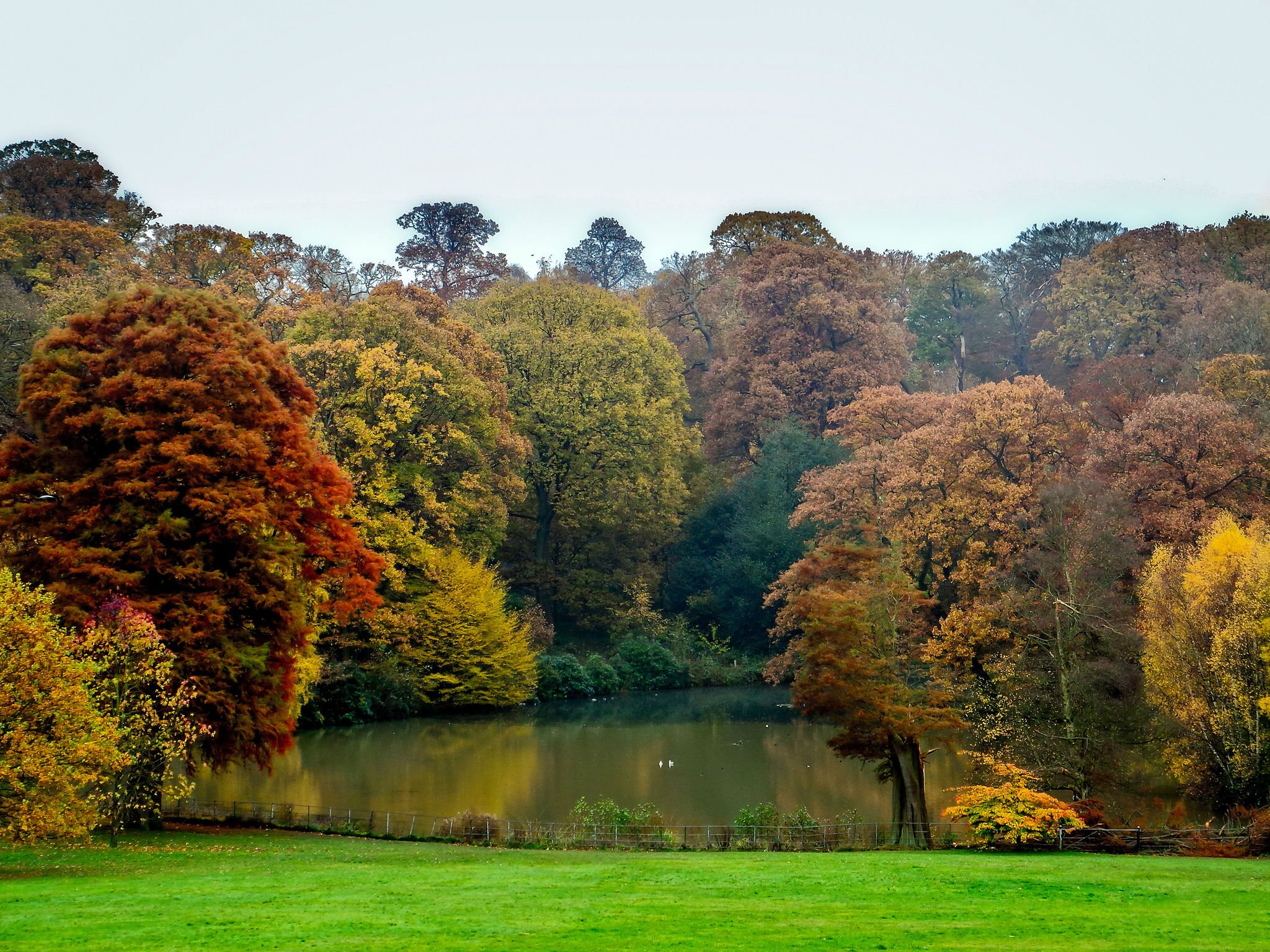 autumn, Fall, Tree, Forest, Landscape, Nature, Leaves Wallpaper