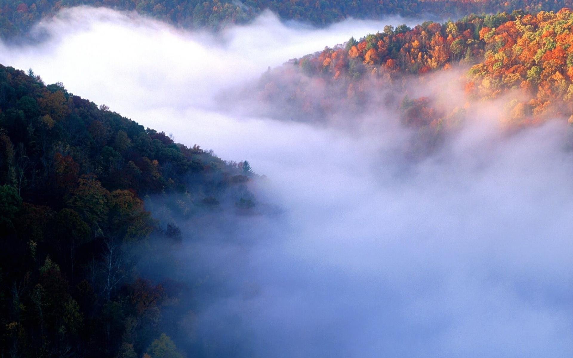autumn, Fall, Tree, Forest, Landscape, Nature, Leaves Wallpaper