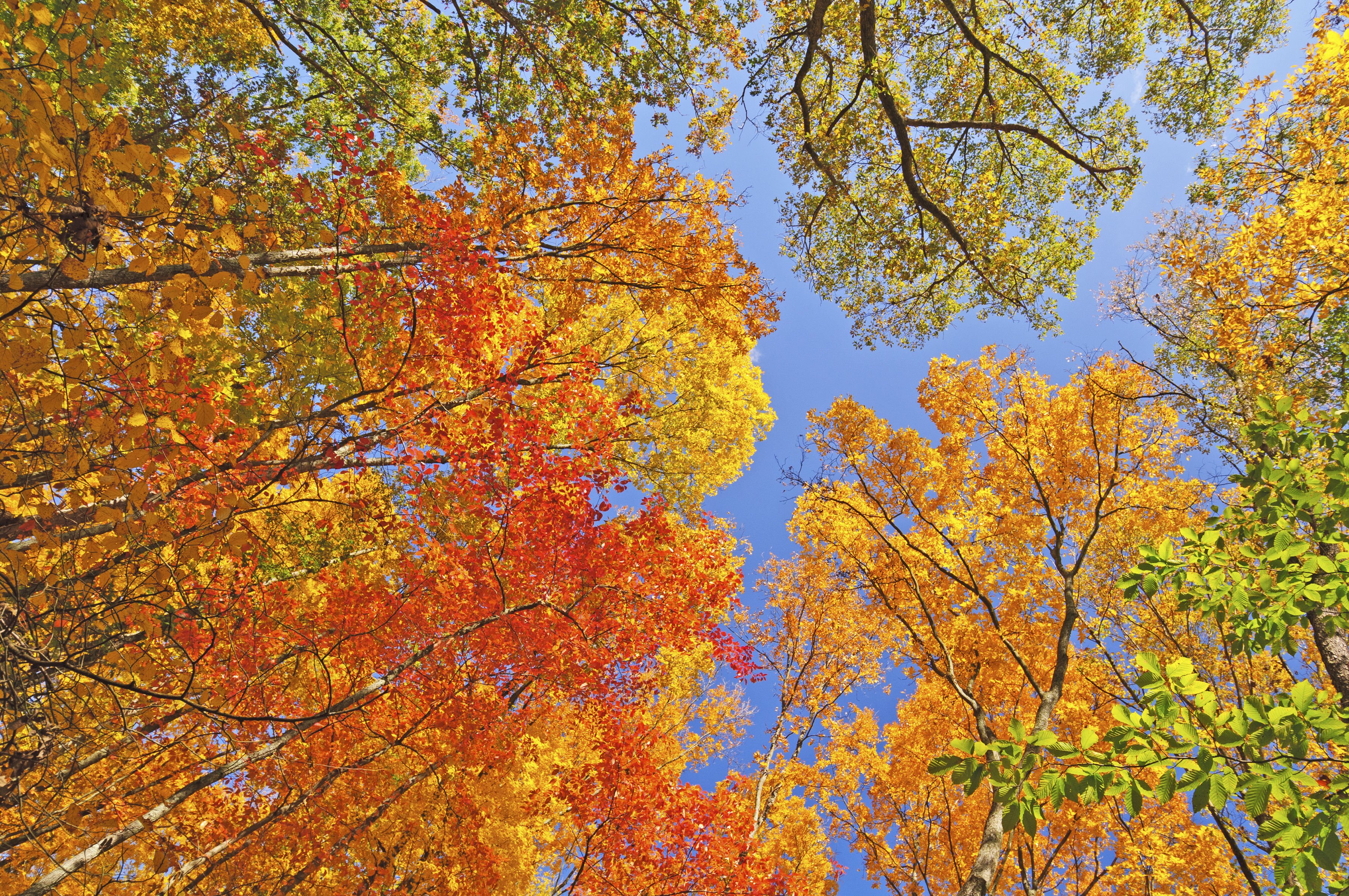 autumn, Fall, Landscape, Nature, Tree, Forest Wallpaper