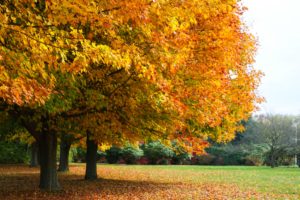 autumn, Fall, Landscape, Nature, Tree, Forest