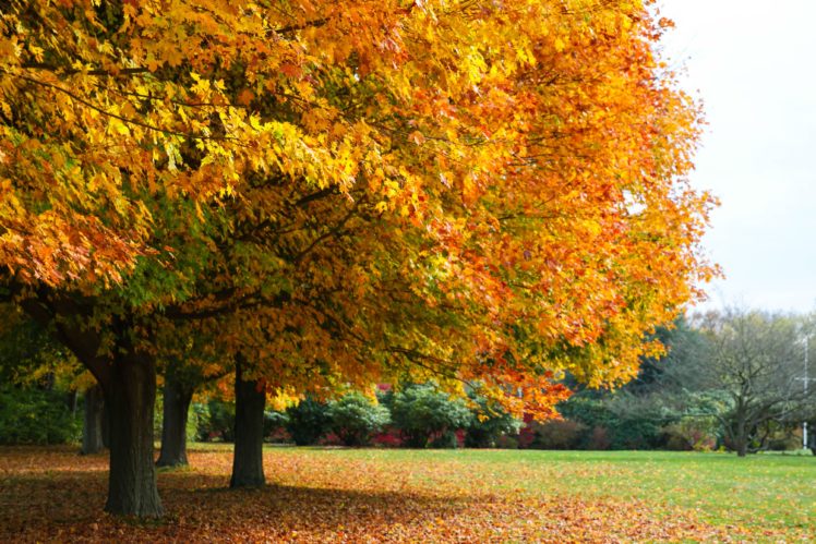 autumn, Fall, Landscape, Nature, Tree, Forest HD Wallpaper Desktop Background