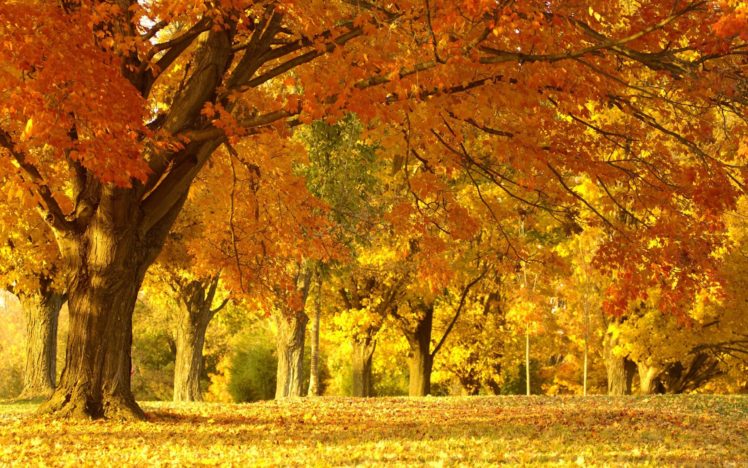 autumn, Fall, Landscape, Nature, Tree, Forest HD Wallpaper Desktop Background