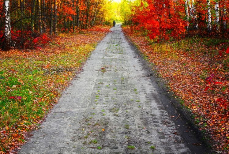 autumn, Fall, Landscape, Nature, Tree, Forest HD Wallpaper Desktop Background