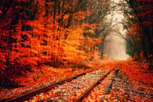 autumn, Fall, Landscape, Nature, Tree, Forest, Railroad, Tracks, Train