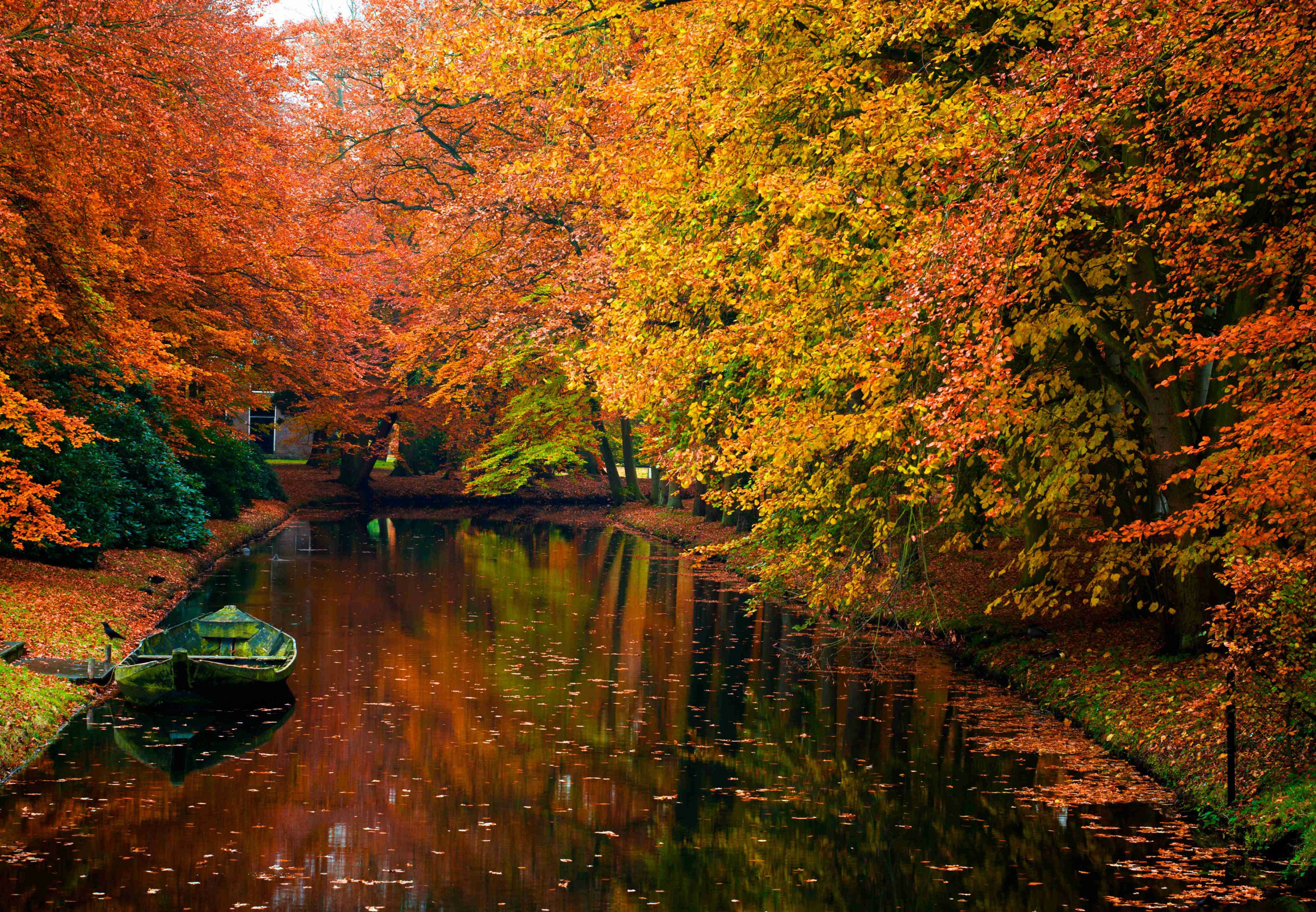 autumn, Fall, Landscape, Nature, Tree, Forest Wallpapers HD / Desktop