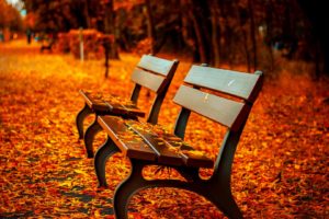 autumn, Fall, Landscape, Nature, Tree, Forest, Bench