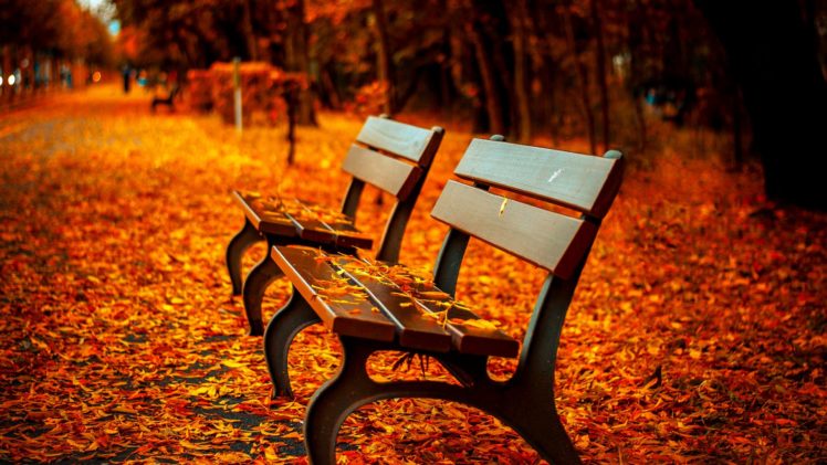 autumn, Fall, Landscape, Nature, Tree, Forest, Bench HD Wallpaper Desktop Background