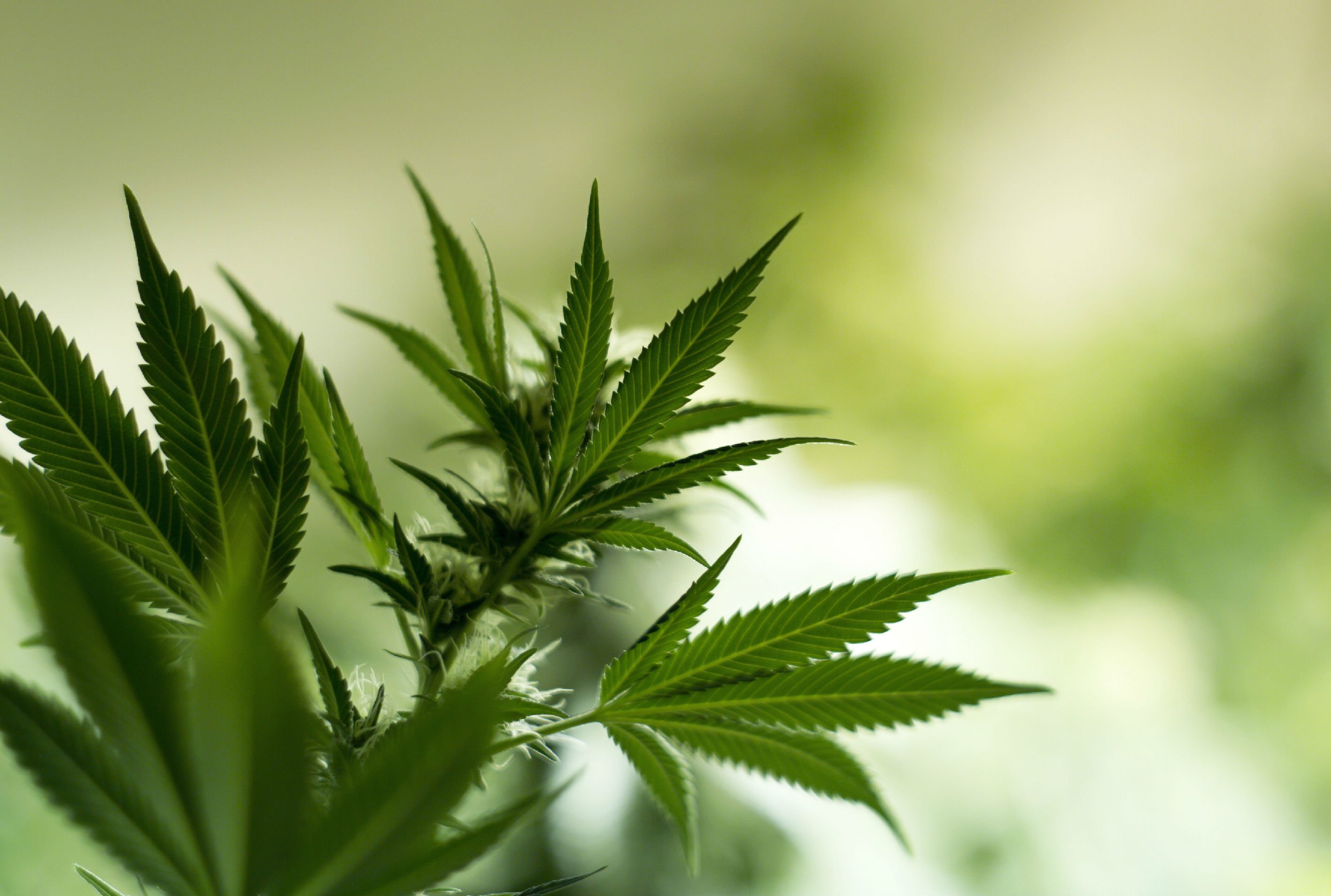 marijuana, Weed, 420, Drugs Wallpaper