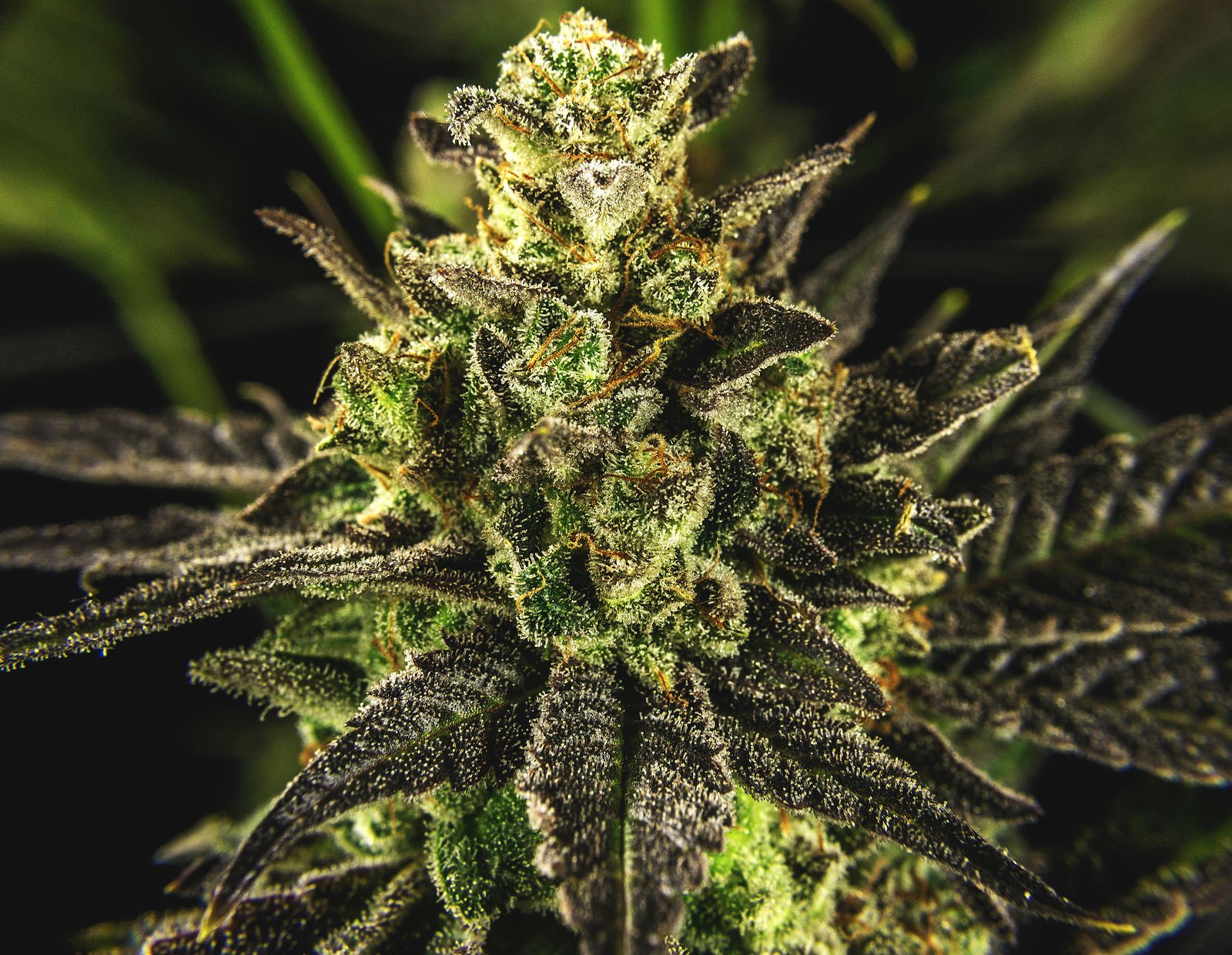marijuana, Weed, 420, Drugs Wallpapers HD / Desktop and Mobile Backgrounds
