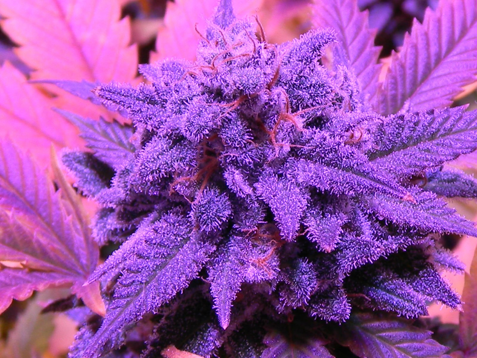 марихуана фиолетовая
