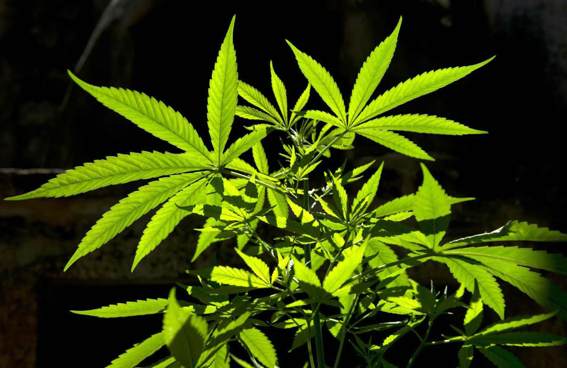 marijuana, Weed, 420, Drugs Wallpapers HD \/ Desktop and ...