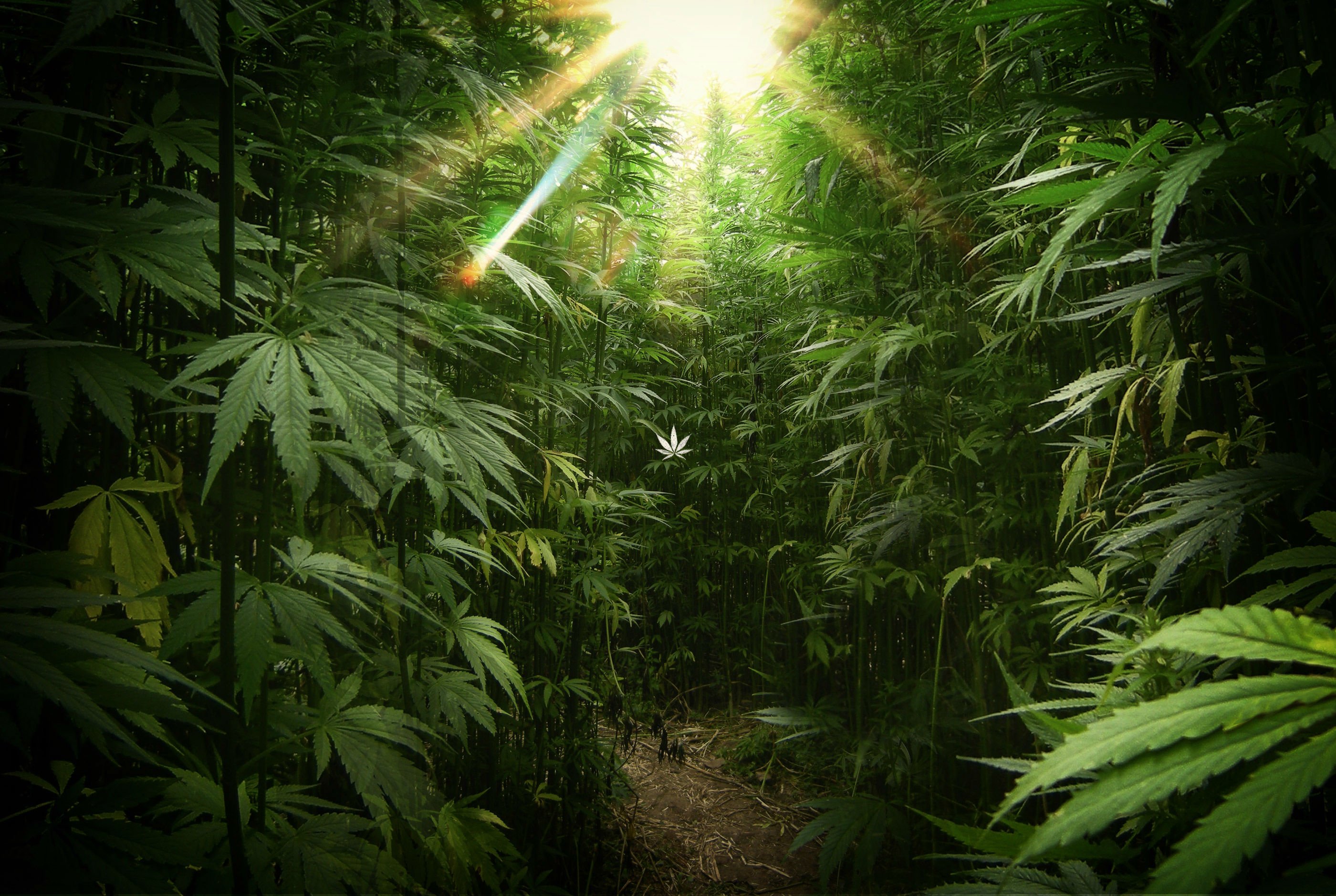 Marijuana Weed 420 Drugs Wallpapers HD Desktop And Mobile Backgrounds