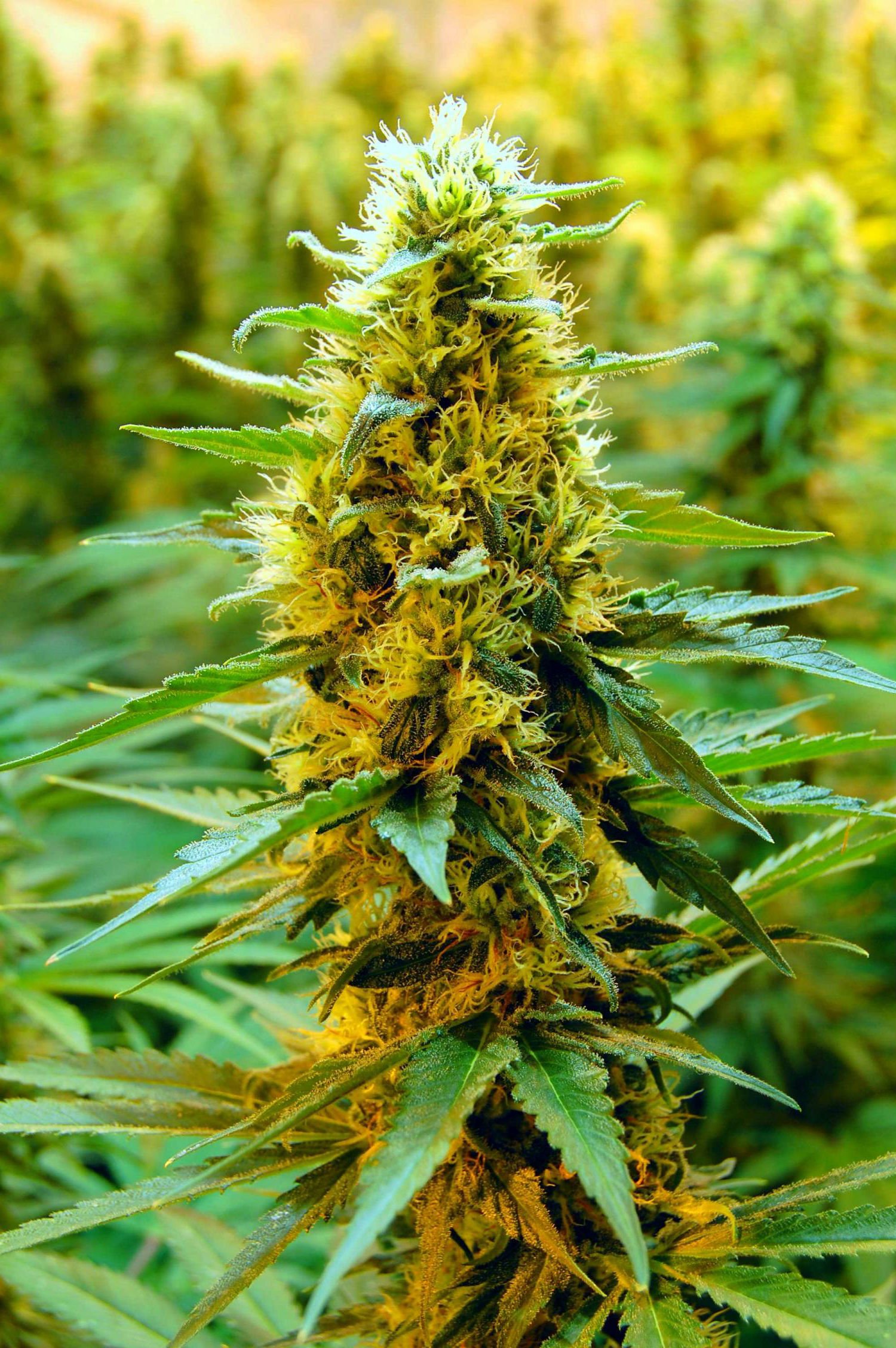 marijuana, Weed, 420, Drugs Wallpapers HD / Desktop and Mobile Backgrounds