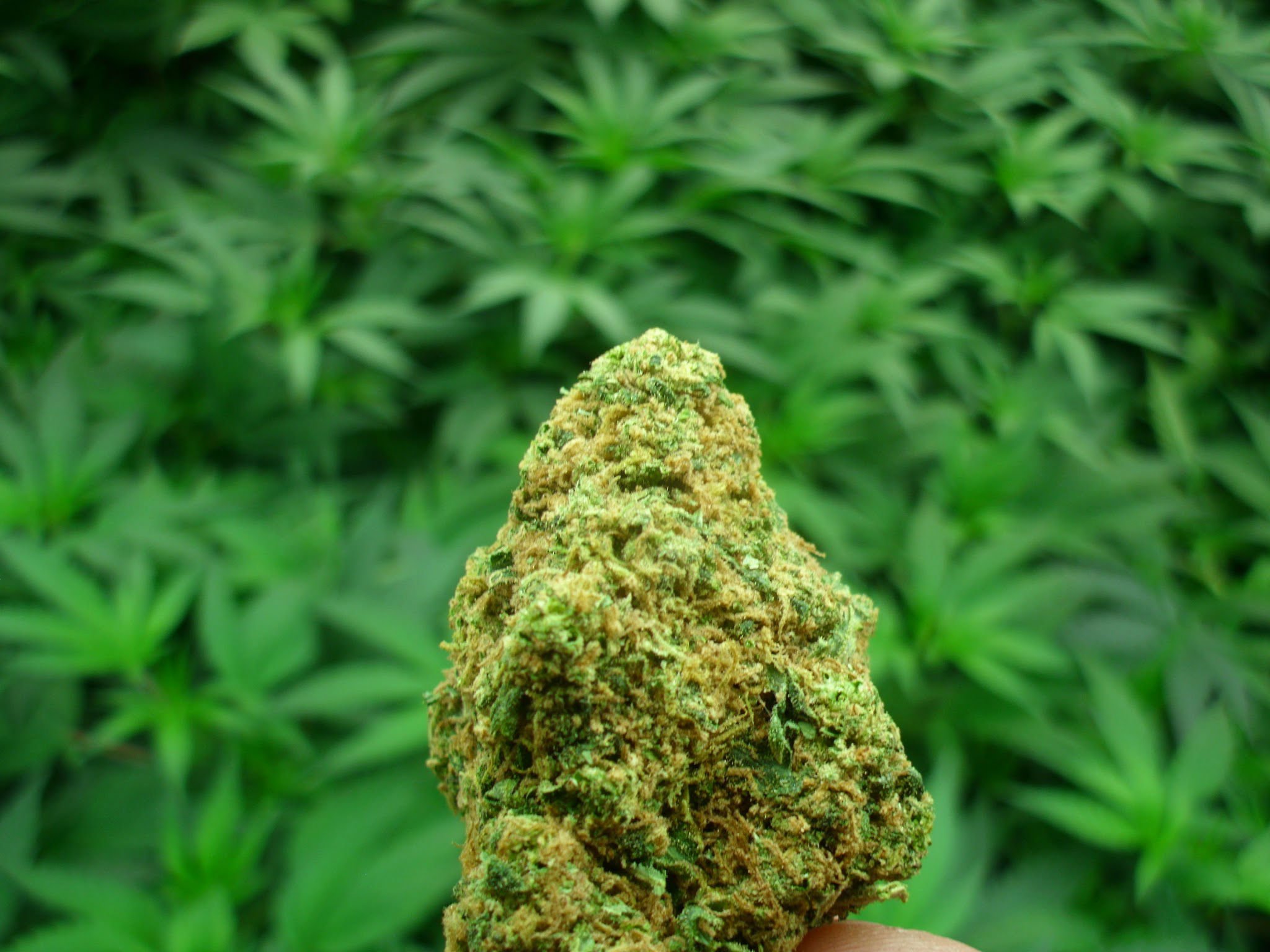 marijuana, Weed, 420, Drugs Wallpapers HD / Desktop and Mobi