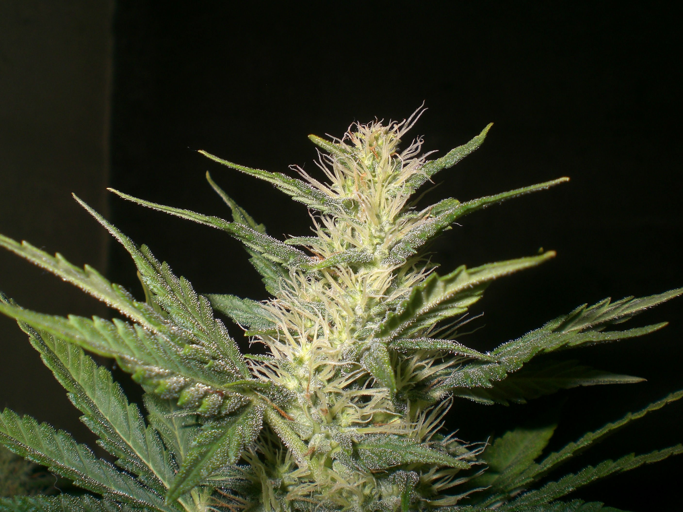 marijuana, Weed, 420, Drugs Wallpaper