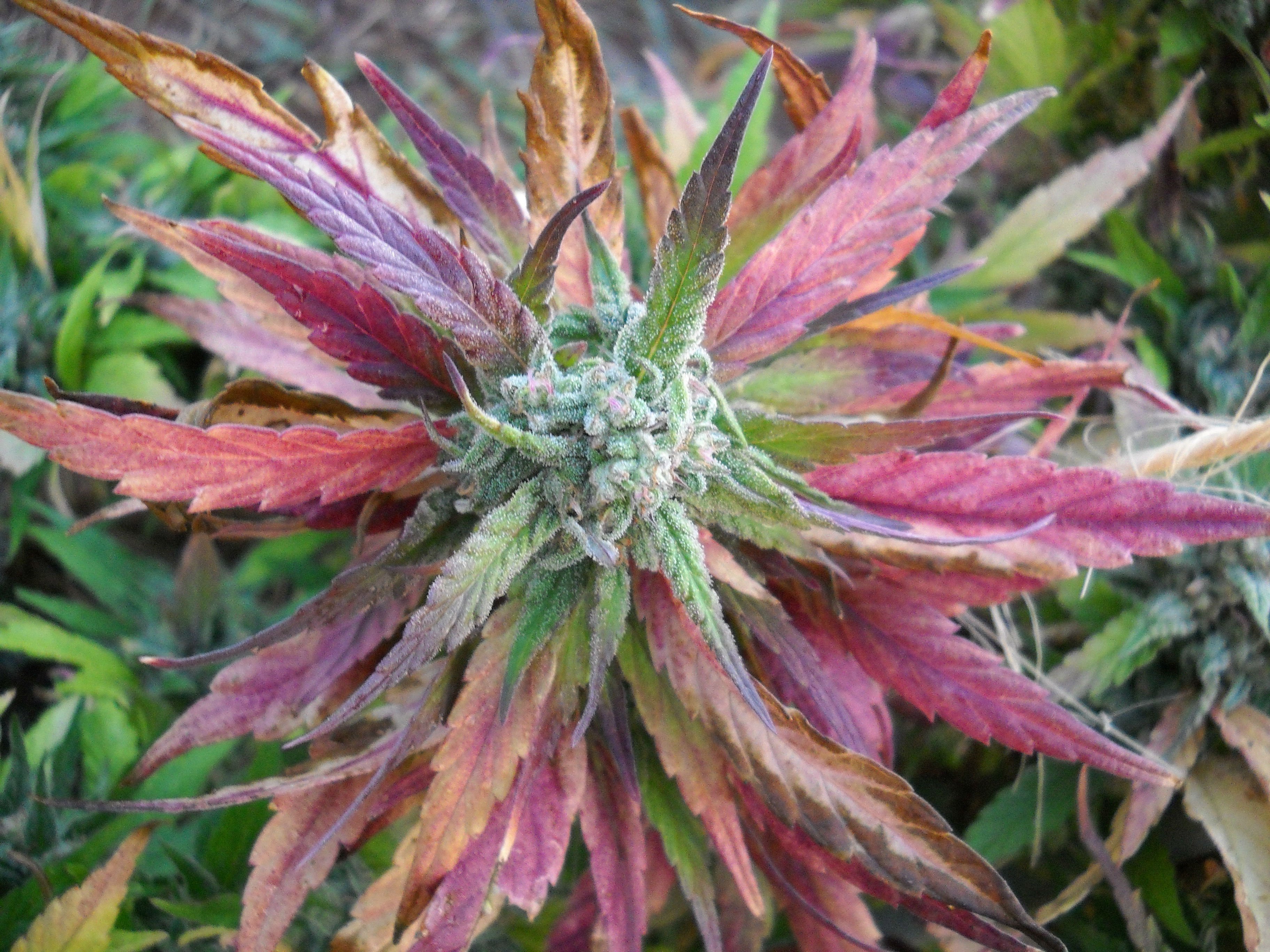 marijuana, Weed, 420, Drugs Wallpaper