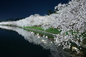 landscape, Sakura, Trees, Beauty, Beautiful, River