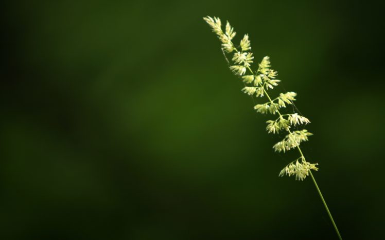 green, Nature, Grass, Wheat, Spider, Webs HD Wallpaper Desktop Background