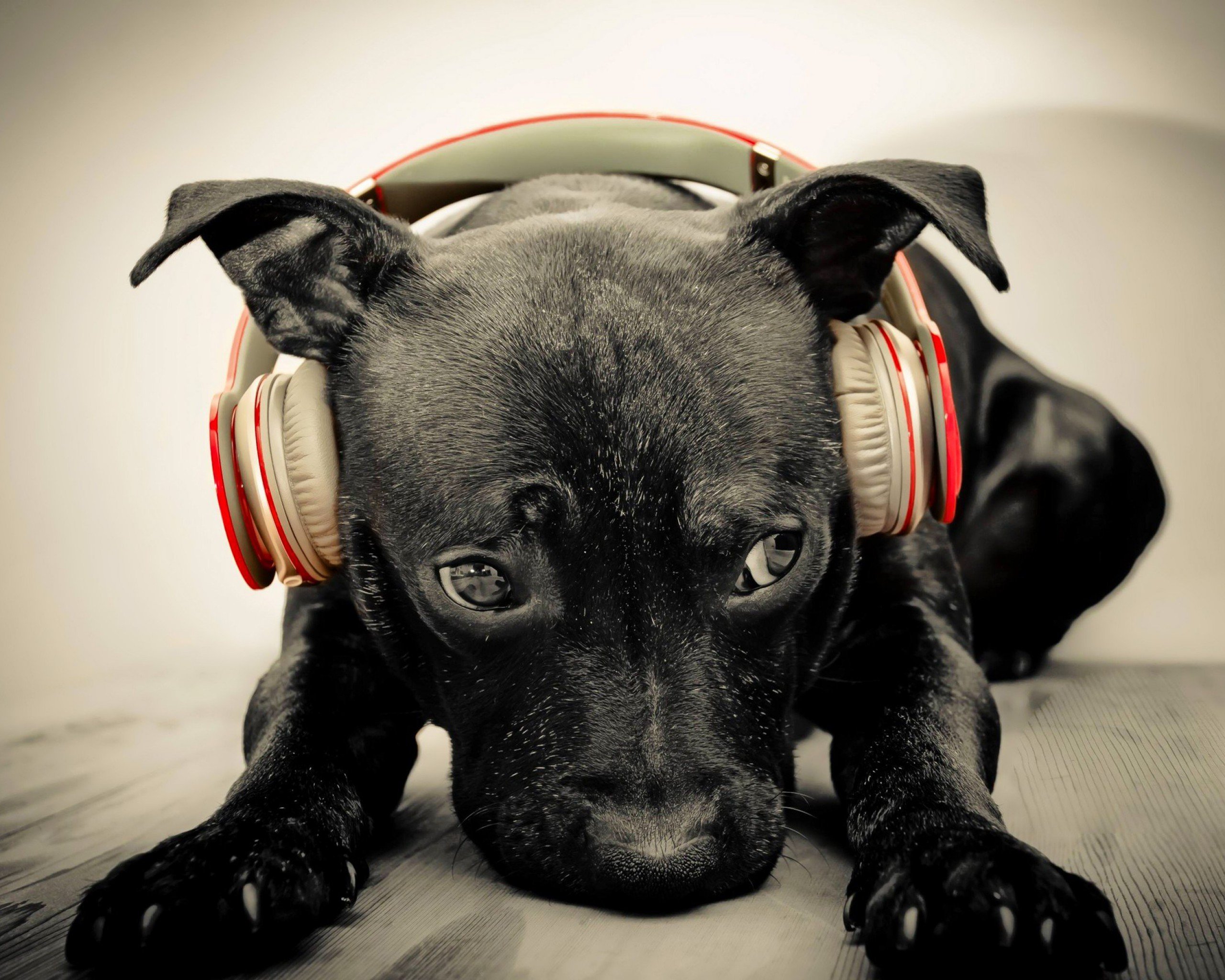 rap, Rapper, Hip, Hop, Urban, Music, Gangsta, Puppy, Dog, Baby, Headphones Wallpaper