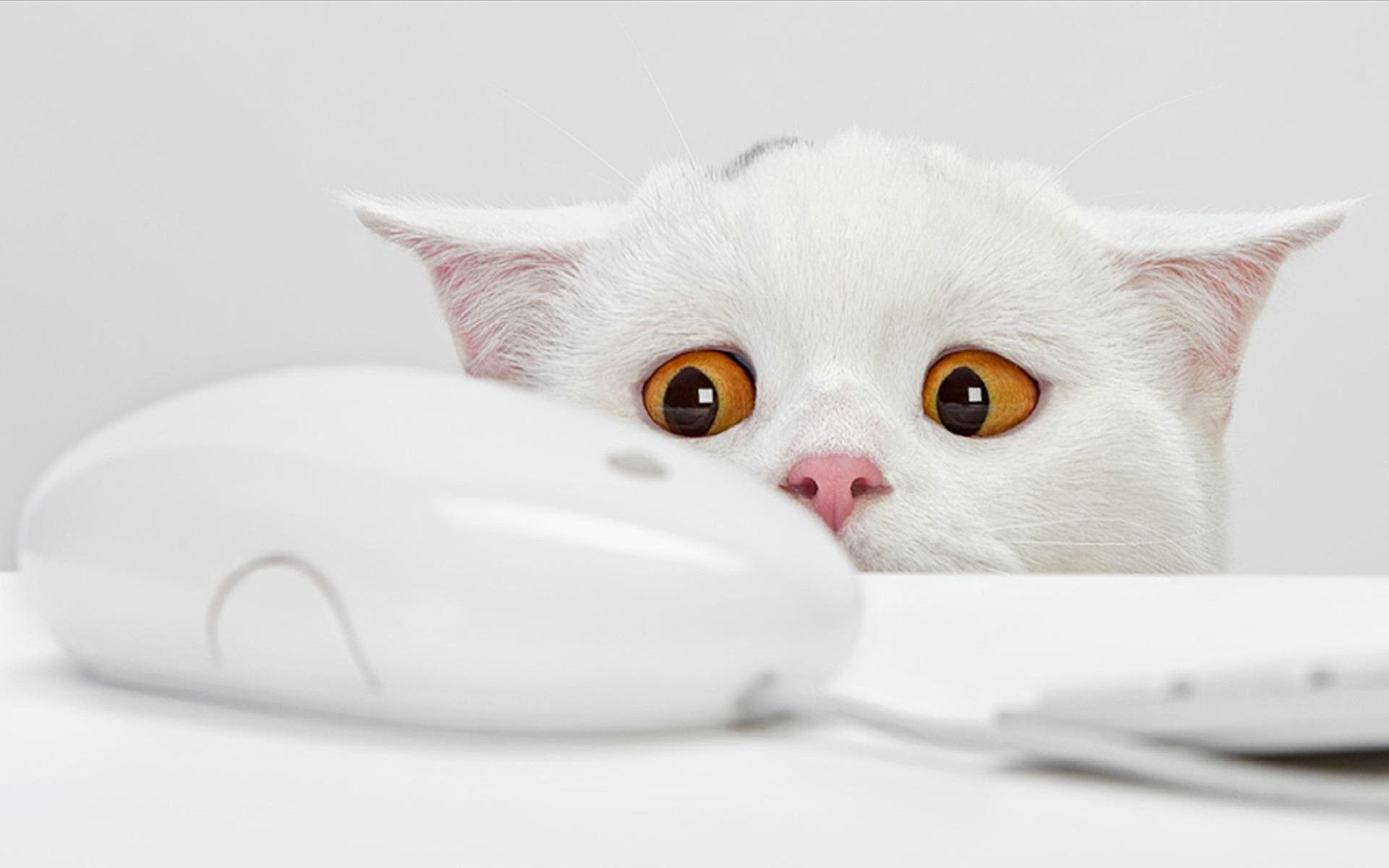 computers, White, Cats, Animals, Keyboards, Funny, Yellow, Eyes, Mice, Simple, Background, White, Background Wallpaper