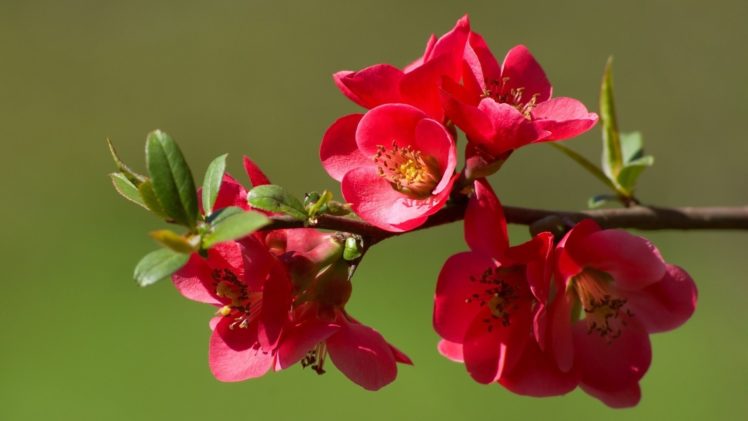 red, Flower, Beautiful, Nature HD Wallpaper Desktop Background
