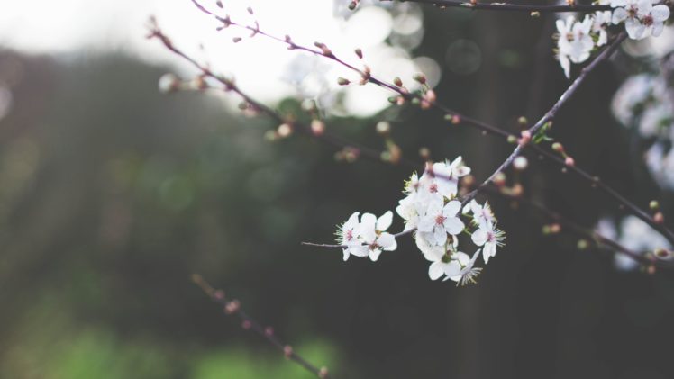 tree, Flower, Spring, Beautiful HD Wallpaper Desktop Background