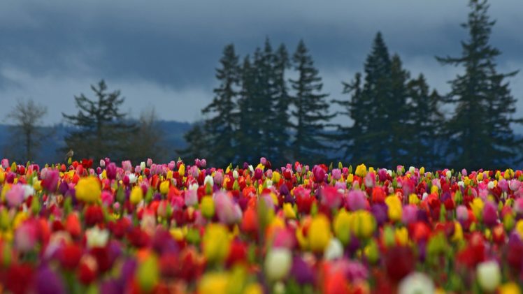 flower, Tree, Beauty, Landscape, Spring, Tulips HD Wallpaper Desktop Background