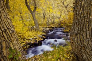 tree, River, Beauty, Landscape, Autumn