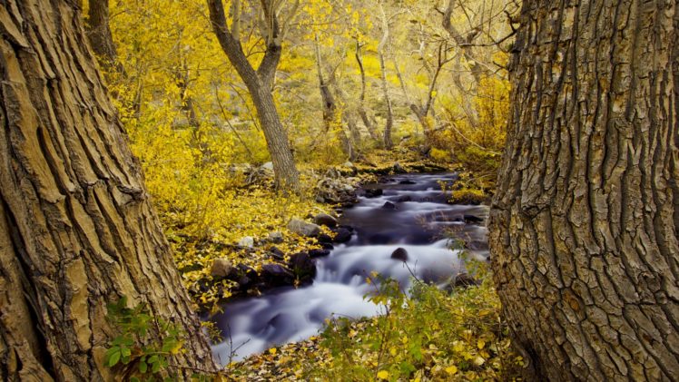 tree, River, Beauty, Landscape, Autumn HD Wallpaper Desktop Background