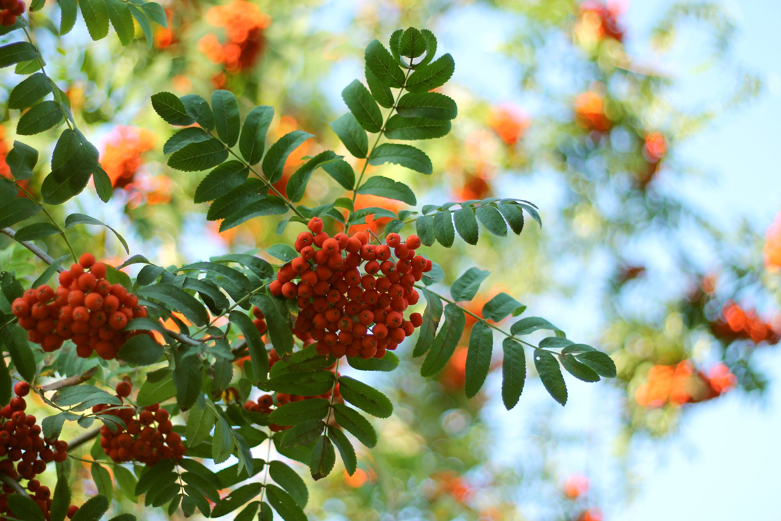 rowan, Tree, Leaves, Morning, Berries, Ripe, Harvest, Bunch Wallpaper