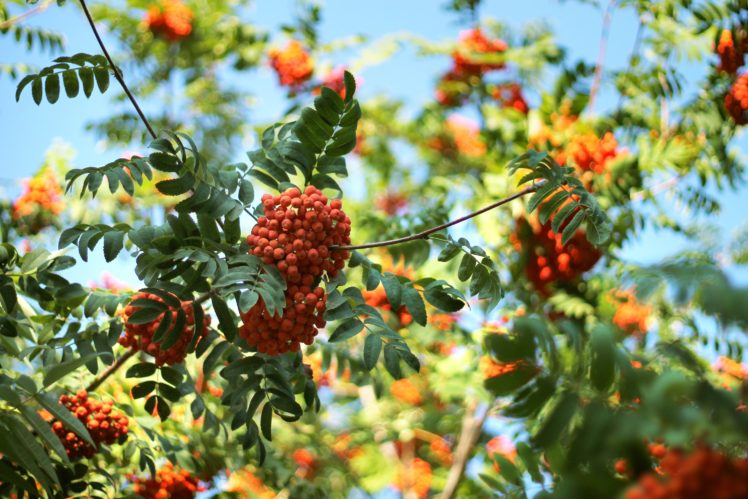 rowan, Tree, Leaves, Morning, Berries, Ripe, Harvest, Bunch HD Wallpaper Desktop Background