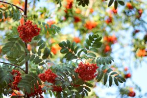 rowan, Tree, Leaves, Morning, Berries, Ripe, Harvest, Bunch