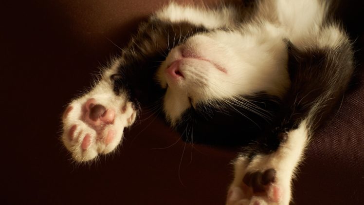 cat, Animal, Cute, Kitty, Sleep HD Wallpaper Desktop Background