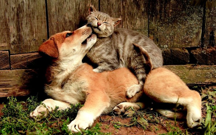 friends, Animal, Cute, Cat, Dog HD Wallpaper Desktop Background