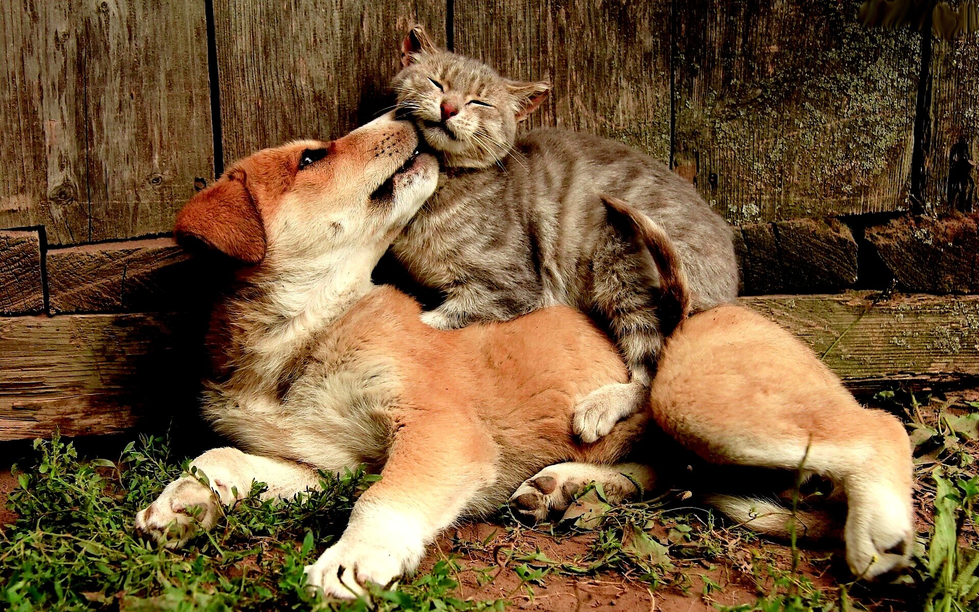 friends, Animal, Cute, Cat, Dog Wallpaper