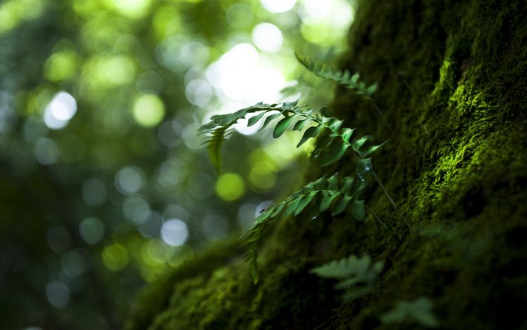 nature, Forest, Tree, Green, Beauty HD Wallpaper Desktop Background
