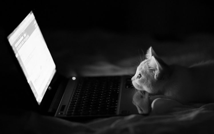 cute, Cat, Animal HD Wallpaper Desktop Background