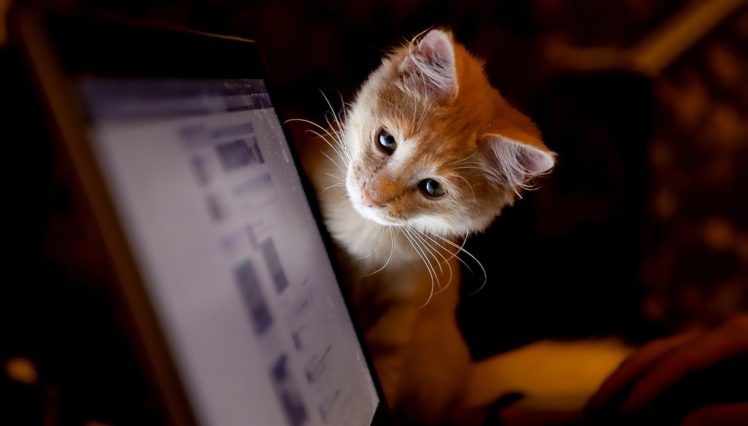 cute, Animal, Cat, Eyes HD Wallpaper Desktop Background