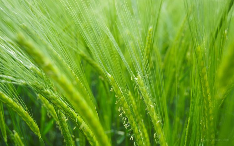 nature, Green, Grass, Beauty HD Wallpaper Desktop Background
