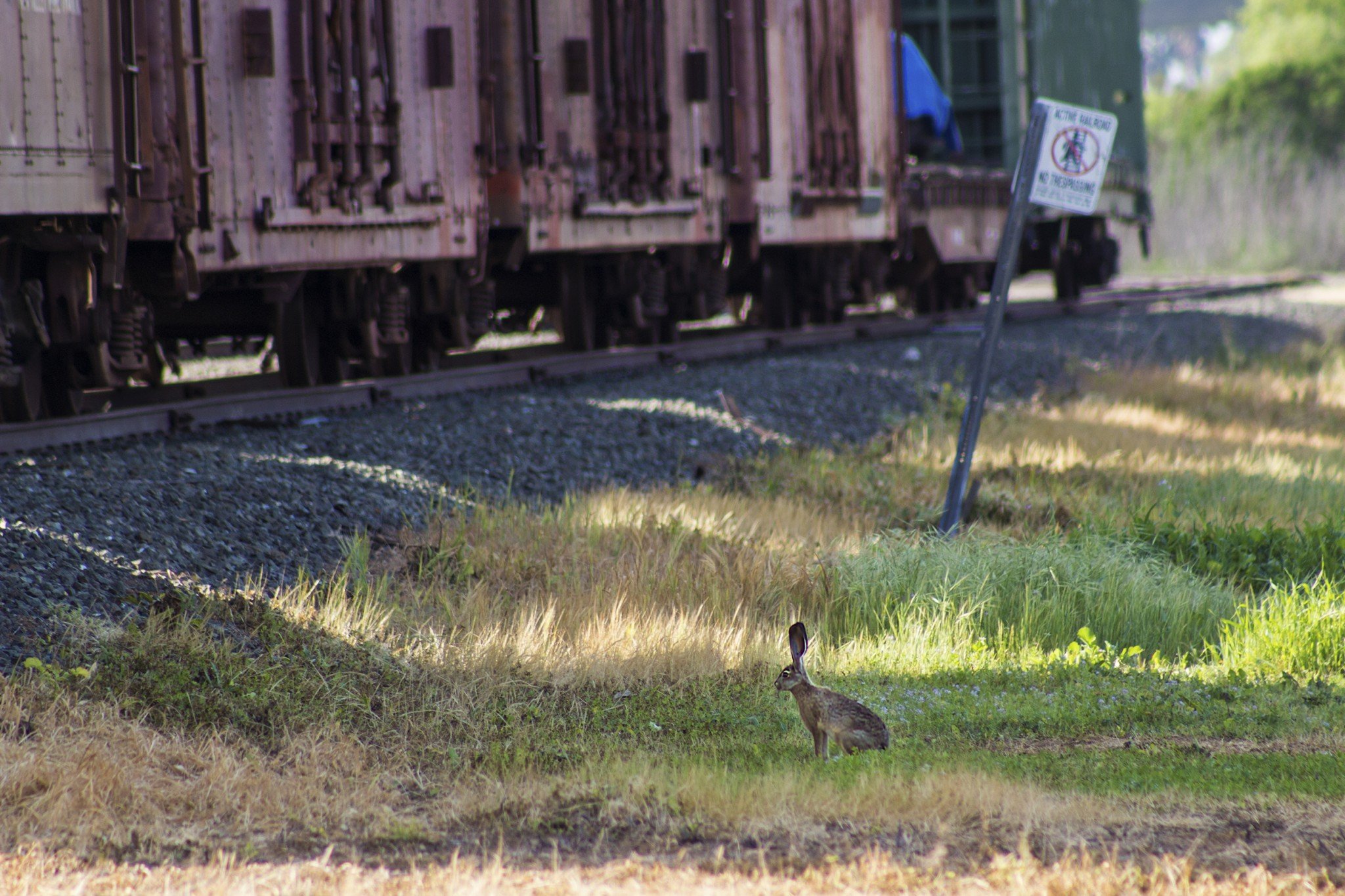 train, Railroad, Tracks, Locomotive, Engine, Tractor, Railway Wallpaper
