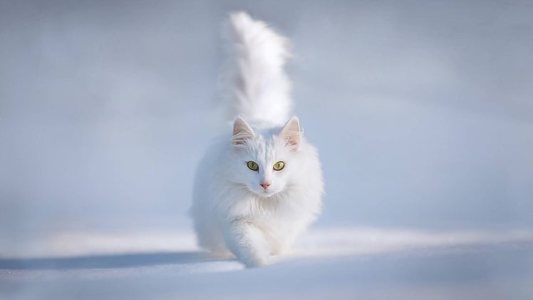 gato, Persa, Blanco HD Wallpaper Desktop Background