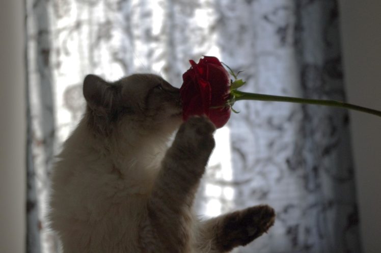 flowers, Cats, Animals HD Wallpaper Desktop Background