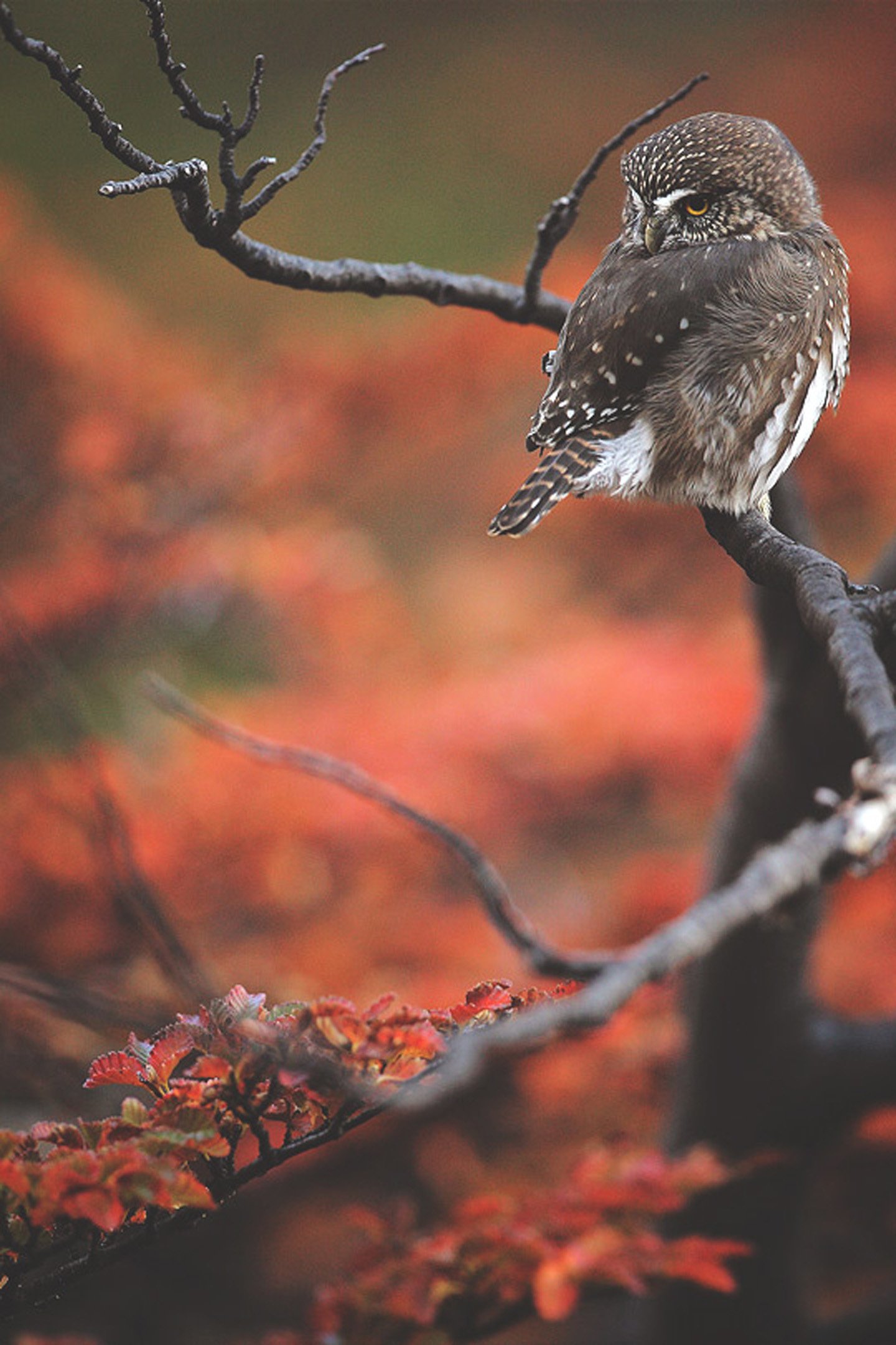 animal, Beauty, Beautiful, Bird, Nature, Tree, Forest, Owl Wallpaper